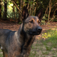 Image for article titled A movie as bizarre as the military mutt flick Max has no business being dull